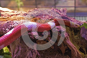 Nelsons milksnake Albino Lampropeltis triangulum sinaloae.