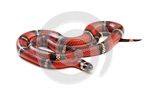 Nelsons milksnake photo