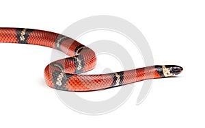 Nelsons snake photo