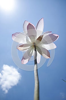 Nelumbo lotus photo