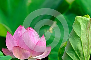 Nelumbo nucifera.