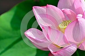 Nelumbo nucifera.