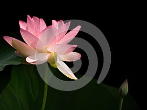 Nelumbo nucifera aka Indian or Sacred lotus. Pink flower with bud. Dark background.