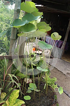 Nelumbo nucifera flower plant on nursery photo