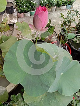 Nelumbo nucifera flower plant on nursery photo