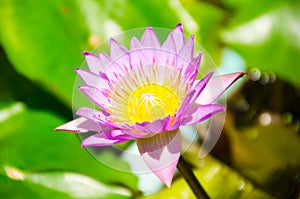 Nelumbo nucifera gaertn BUA Luang, which sources in Southeast Asia.