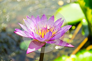 Nelumbo nucifera gaertn BUA Luang, which sources in Southeast Asia.