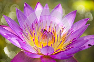 Nelumbo nucifera gaertn BUA Luang, which sources in Southeast Asia.