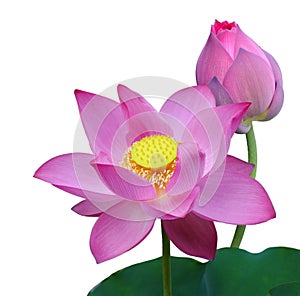 Nelumbo Nucifera Lotus