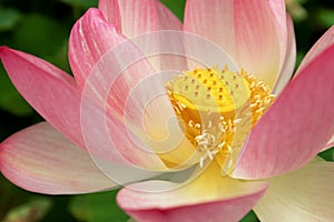 Nelumbo nucifera Lotus Flower, Pink purple red Indian Lotus Blossom with Carpellary receptacle of Lotus close up outdoor, outside