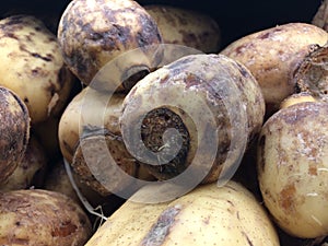 Nelumbo Nucifera, Lotus Plant Roots on Sale on Kauai Island, Hawaii.