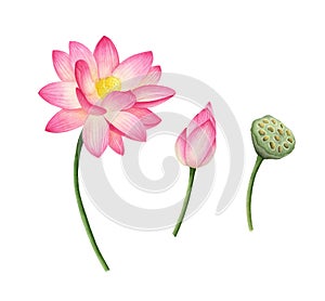 Nelumbo nucifera pink lotus watercolor