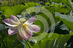 Nelumbo Nucifera, Sacred Lotus