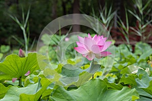 ??????Nelumbo sp.??????Lotus Flower?