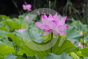 ??????Nelumbo sp.??????Lotus Flower?