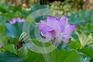 ??????Nelumbo sp.??????Lotus Flower?