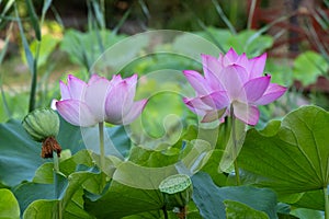 ??????Nelumbo sp.??????Lotus Flower?