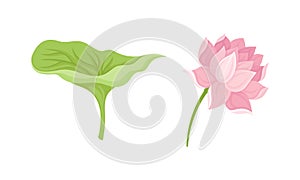 Nelumbo or Water Lily Aquatic Plant with Showy Pink Flower and Green Leaf Vector Set