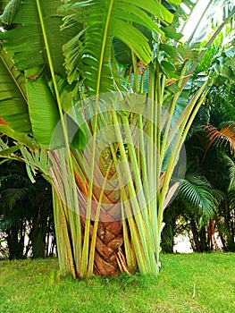 Nema Ravenala madagascariensis Travelers Palm