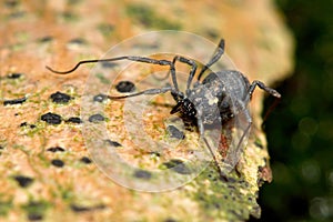 Nemastoma bimaculatum harvestman spider