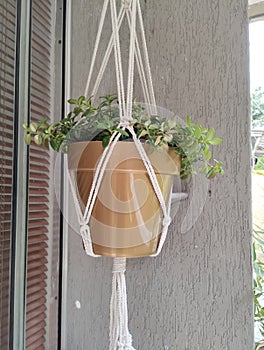 nematanthus gregarius in hanging pot