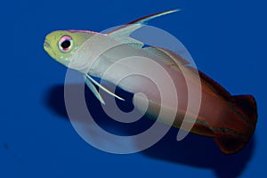 Firefish goby