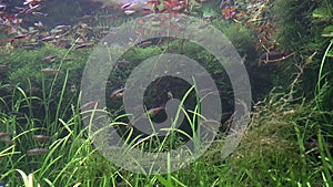 Nematobrycon palmeri and Grass on bottom underwater full HD video