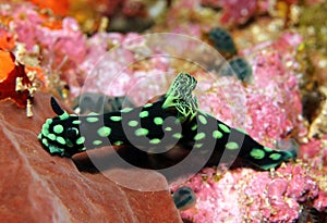 Nembrotha Cristata