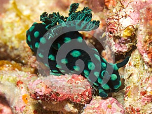 Nembrotha cristata