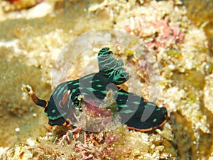 Nembrotha kubaryana