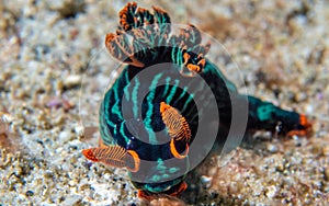 Nembrotha kubaryana, Kubaryanaâ€™s nembrotha nudibrach