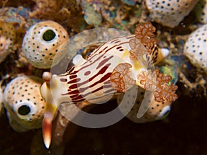 Nembrotha lineolata nudibranch on tunicates in Raja Ampat, Indonesia