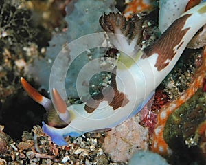 Nembrotha Rutilans
