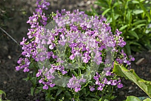 Nemesia `Fleuron`