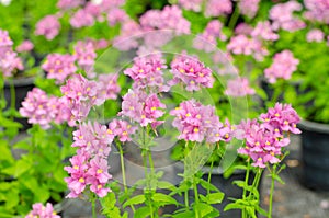 nemesia flower in garden