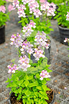 nemesia flower in garden