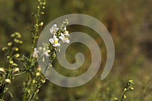 Nemesia fruticans