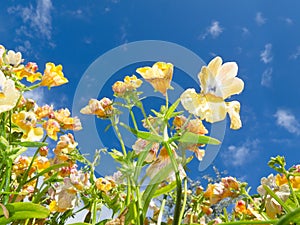 Nemesia sp. flowers close-up against blue sky