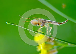Nemesis mosquito of the family Chironomidae sits on a blade of grass