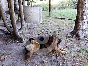 German shepherd on the farm