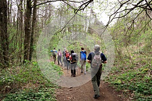 Group of hikers in the woods.