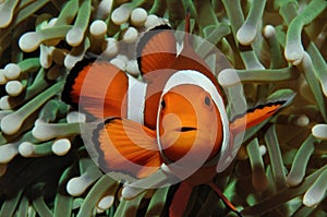 Nemo and anemone