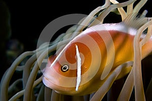 Nemo anemone fish Indonesia Sulawesi