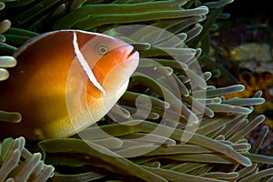 Nemo anemone fish Indonesia Sulawesi photo