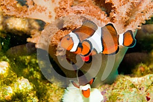 Nemo Clown Fish