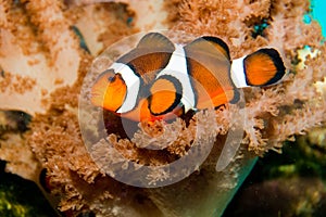 Nemo Clown Fish photo