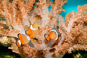 Nemo Clown Fish photo