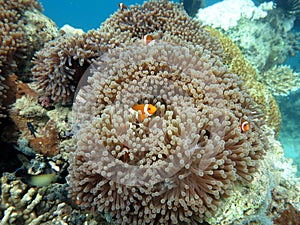 Nemo or Clown Fish alias Emphiprion photo