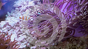 Nemo clown fish in the anemone