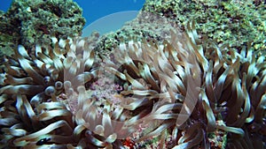 Nemo clown fish in the anemone on the colorful healthy coral reef. Anemone fish nemo couple swimming underwater. Red Sea